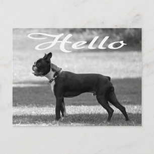 Hola Boston Terrier Cachorro Perro Saludo Tarjeta