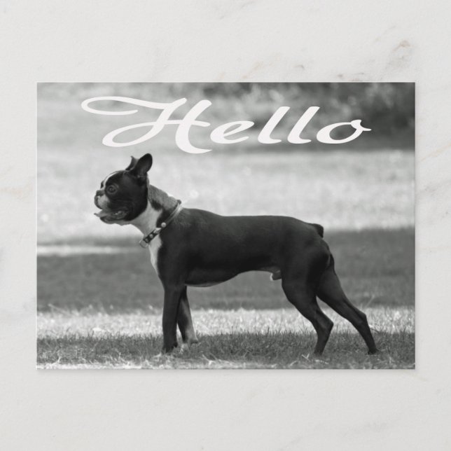 Hola Boston Terrier Cachorro Perro Saludo Tarjeta  (Anverso)
