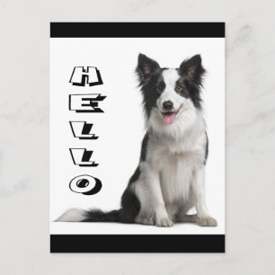 Hola cachorro de Border Collie gráfico postal