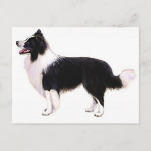 Hola cachorro de Border Collie gráfico postal