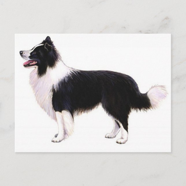 Hola cachorro de Border Collie gráfico postal (Anverso)