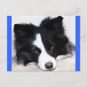 Hola cachorro de Border Collie Tarjeta postal