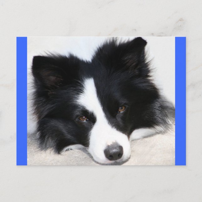 Hola cachorro de Border Collie Tarjeta postal (Anverso)