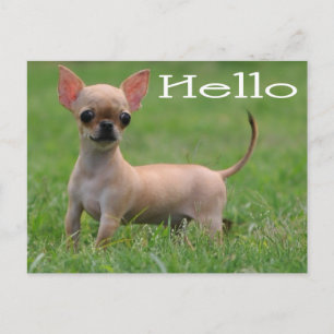 Hola Cachorro de Chihuahua Tarjeta Postal
