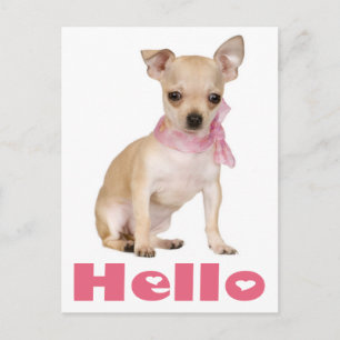 Hola Cachorro de Chihuahua Tarjeta Postal