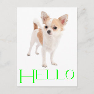 Hola Cachorro de Chihuahua Tarjeta Postal