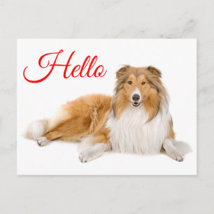 Hola cachorro de Collie Tarjeta postal