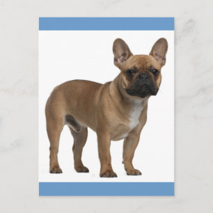 Hola cachorro de perro Bulldog Francés Tarjeta Pos