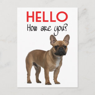 Hola cachorro de perro Bulldog Francés Tarjeta Pos