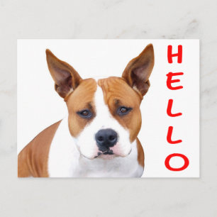 Hola cachorro de Pit Bull Tarjeta postal en blanco