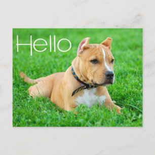 Hola cachorro de Pit Bull Tarjeta postal en blanco