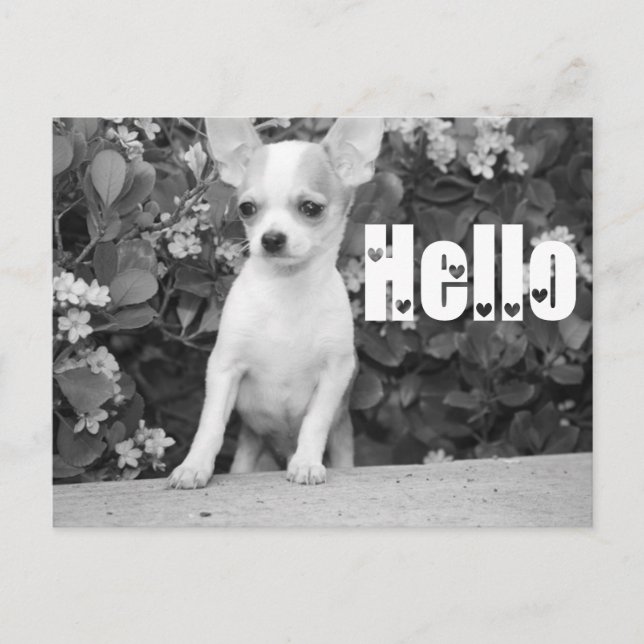 Hola Chihuahua Perro porcino, tarjeta postal (Anverso)
