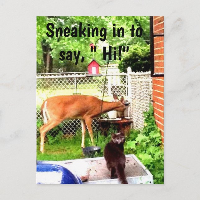 HOLA CON postal DE ANIMALES BACKYARD (Anverso)