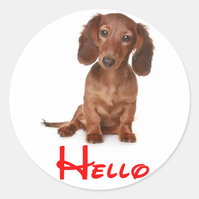 Hola Dachshund Puppy Dog Pegatina / Etiqueta (Anverso)