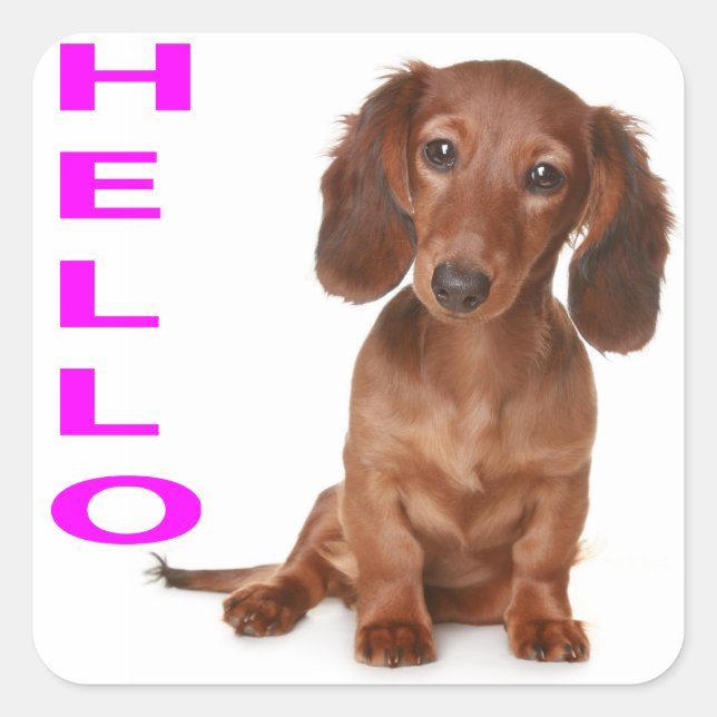 Hola Dachshund Puppy Dog Pegatina / Etiqueta (Anverso)