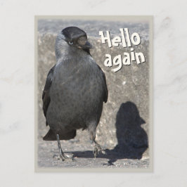 Hola de nuevo tarjeta postal CC0518 Jackdaw