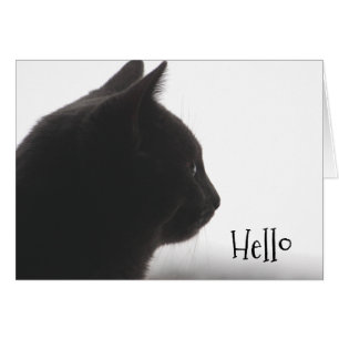 Hola De Un Gato Gatito