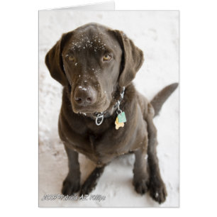 Hola dulce Labrador Retriever nevado