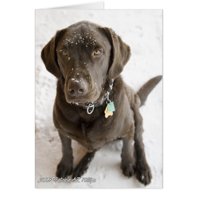 Hola dulce Labrador Retriever nevado (Frente)