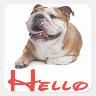 Hola etiqueta de cachorro de Bulldog Inglés