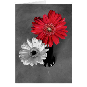 Hola Foto de Gerbera Daisy con Salpicadura de Colo