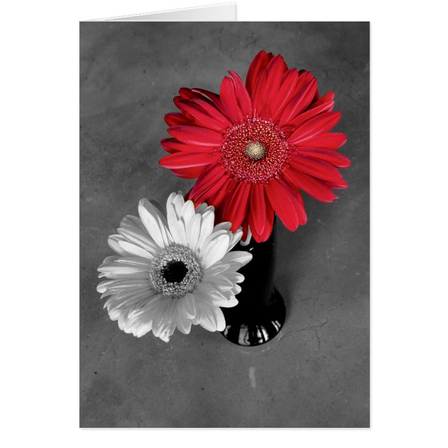 Hola Foto de Gerbera Daisy con Salpicadura de Colo (Frente)