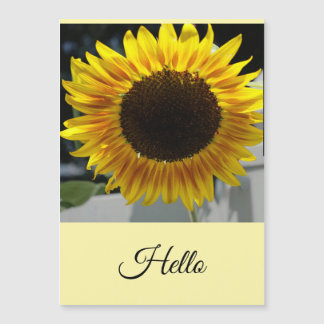Hola Girasol