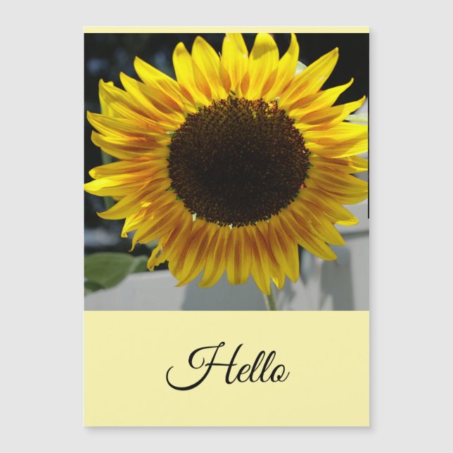 Hola Girasol (Anverso)