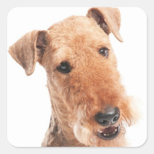Hola / Hola Cachorro Airedale Pegatina / Etiqueta