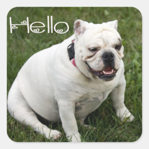 Hola Pegatina / Etiqueta de cachorro de Bulldog In