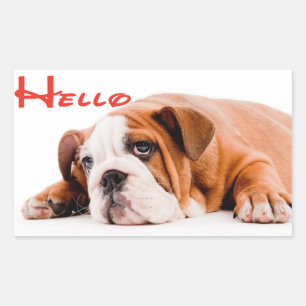 Hola Pegatina / Etiqueta de cachorro de Bulldog In