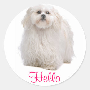 Hola Pegatinas shih tzu pupy Perro saludo