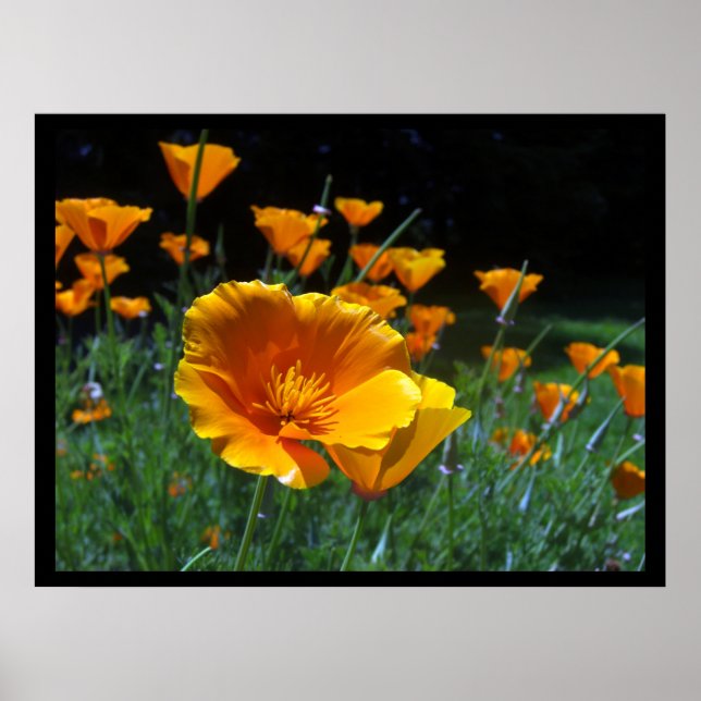 Hola Poppies Grandes Posters e Impresiones (Frente)