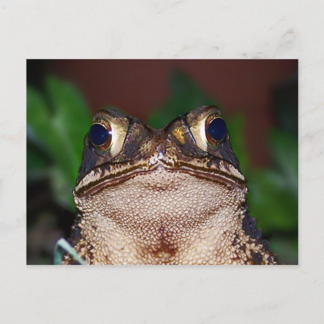 ¡Hola! Postal (Anverso)