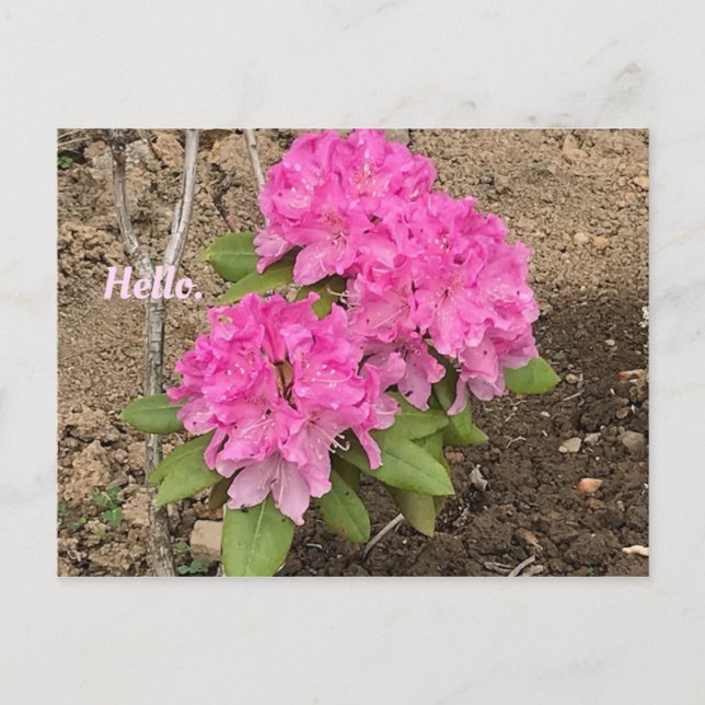 Hola postales de flores rosadas de rododendrón (Anverso)