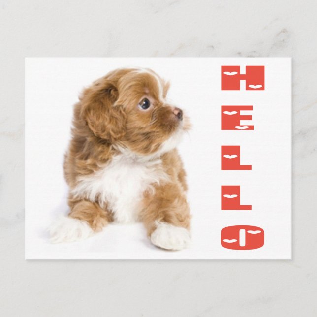 Hola Postales De Perro De Cachorro Marrón Y Habané (Anverso)