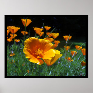 Hola posters y impresiones grandes de las amapolas