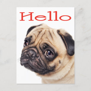 Hola Pug Puppy Dog Tarjeta de felicitación