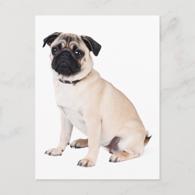 Hola Pug Puppy Dog Tarjeta de felicitación (Anverso)