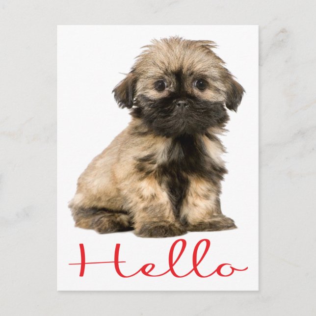 Hola Shih Tzu Papicolau Perro postal (Anverso)