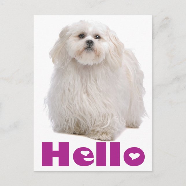Hola Shih Tzu Papicolau Perro postal (Anverso)