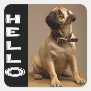 Hola Sticker / Etiqueta de cachorro de perro Pug