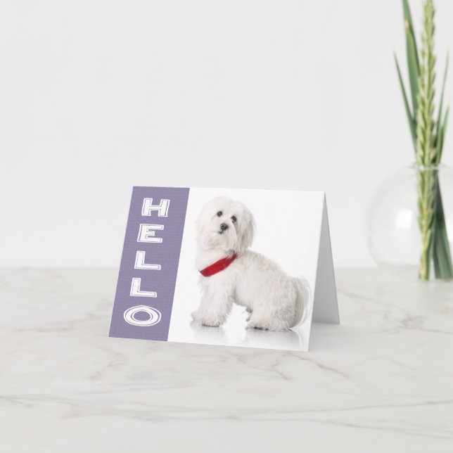 Hola tarjeta de nota en blanco maltés de cachorro  (Anverso)