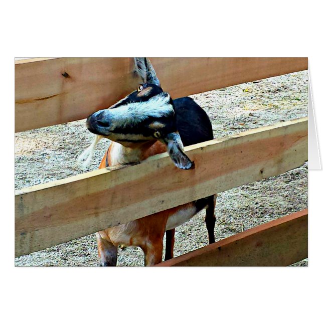 ¡Hola! Tarjeta de saludo de cabra (Anverso (Horizontal))