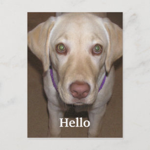Hola tarjeta postal amarilla Labrador