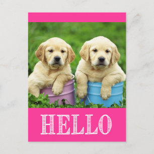 Hola Tarjeta Postal de Cachorro de Perro Labrador