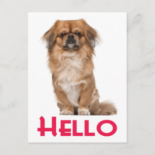 Hola Tarjeta Postal de Cachorro de Perro Pekinés