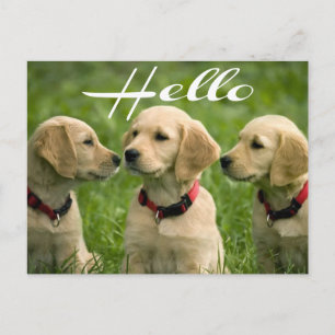 Hola Tarjeta Postal de Cachorro de Perro Retriever