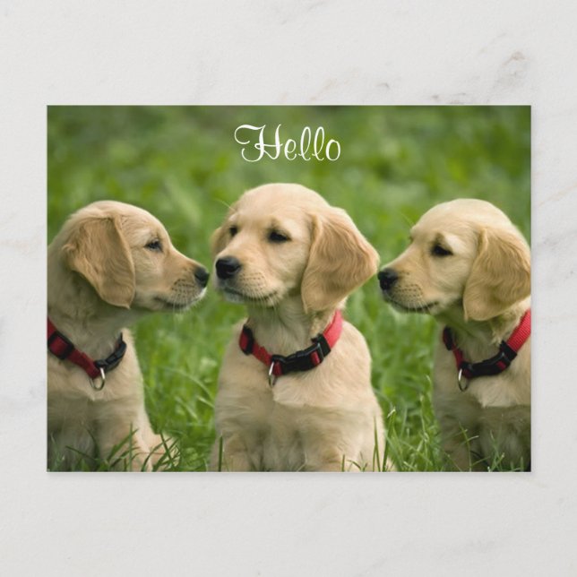Hola tarjeta postal Golden Retriever Puppies (Anverso)