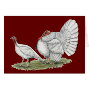 Holanda blanca de los pavos